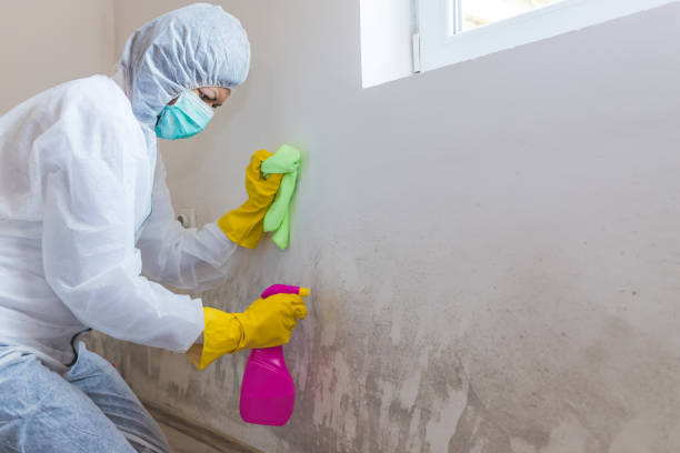 Mold Remediation for Rental Properties in San Diego, CA